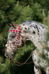 Appaloosa