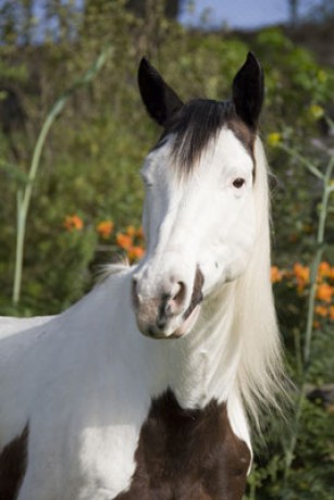 Paint horse