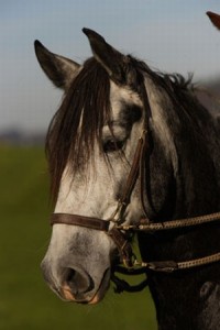 Shagya-arab